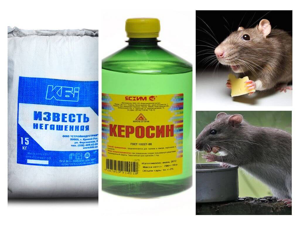 Как избавиться от мышей в погребе