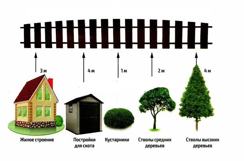 Расстояние от деревьев до забора соседа: снип на каком сажать и нормы посадки на участке по закону