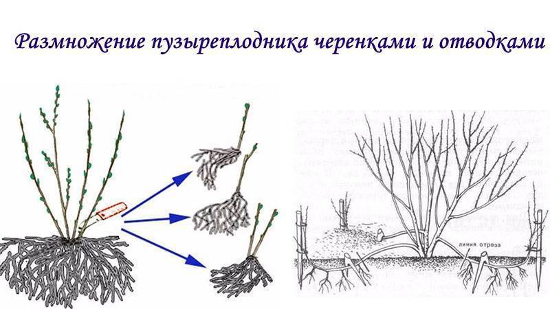 Размножение спиреи: черенками и отводками, весной, летом и осенью, простой способ - ваш дачный участок