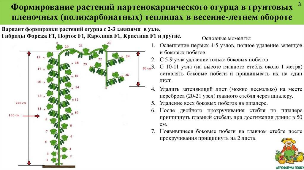 Пасынкование огурцов в теплице: пошагово для новичков
