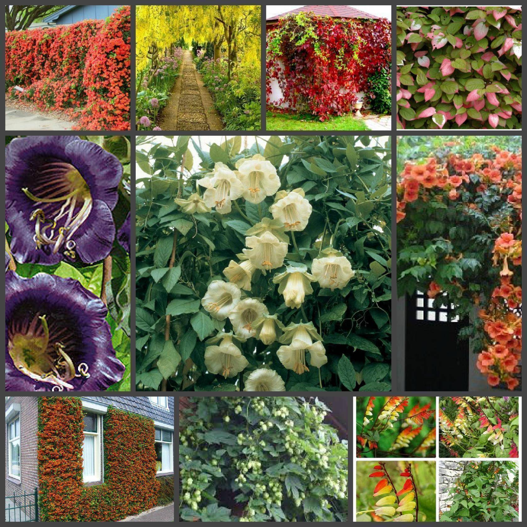 Вьющиеся растения для забора: 17 примеров с фото и названиями