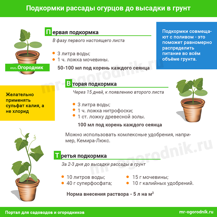 Правильный полив помидоров в теплице: когда, как и чем