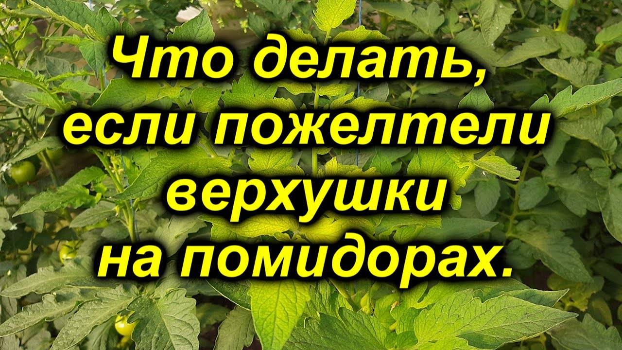 Почему желтеют листья у помидор в теплице и как с этим бороться, фото