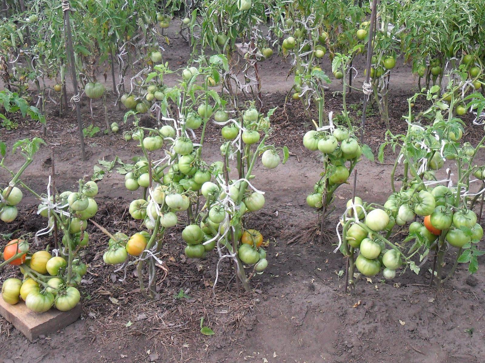 Ускоряем созревание помидор в теплице народными средствами - краснеем быстрее