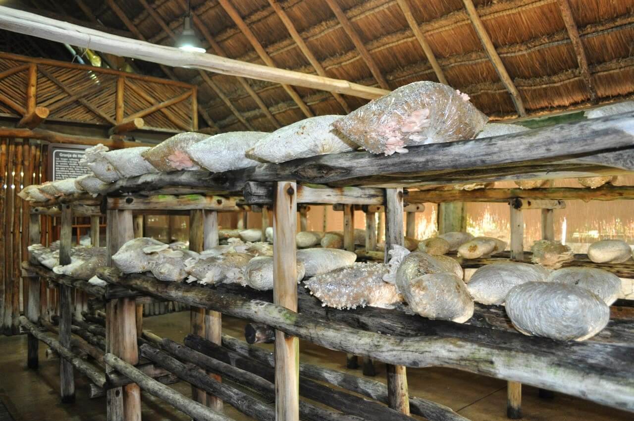 Свой бизнес: выращивание и продажа грибов (вешенок и шампиньонов)