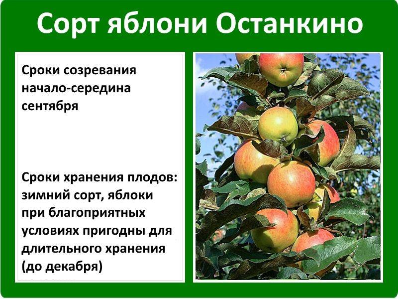 Колоновидная яблоня президент. описание сорта, характеристики, посадка и уход, отзывы | tele4n.net