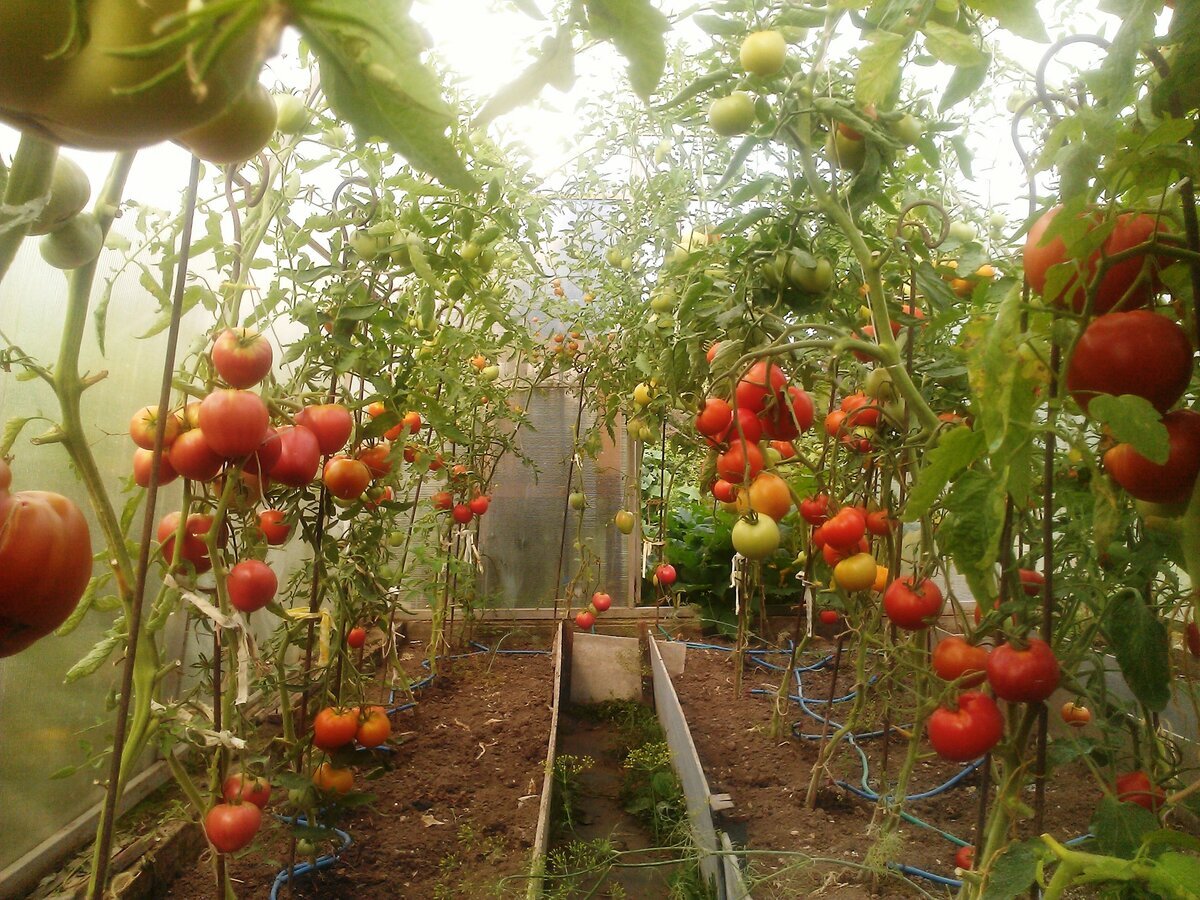 Посадить помидоры и перцы в теплице. Тепличные томаты Гама ф1. Томаты в теплице. Теплица с помидорами. Парник для помидоров.