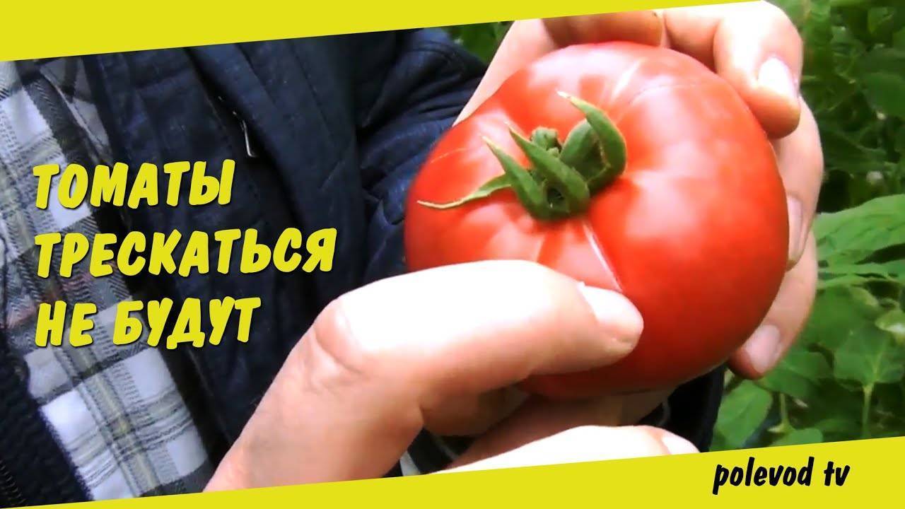 Почему трескаются и лопаются помидоры на кусту в теплице