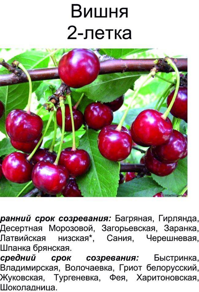 Классика – вишня владимирская