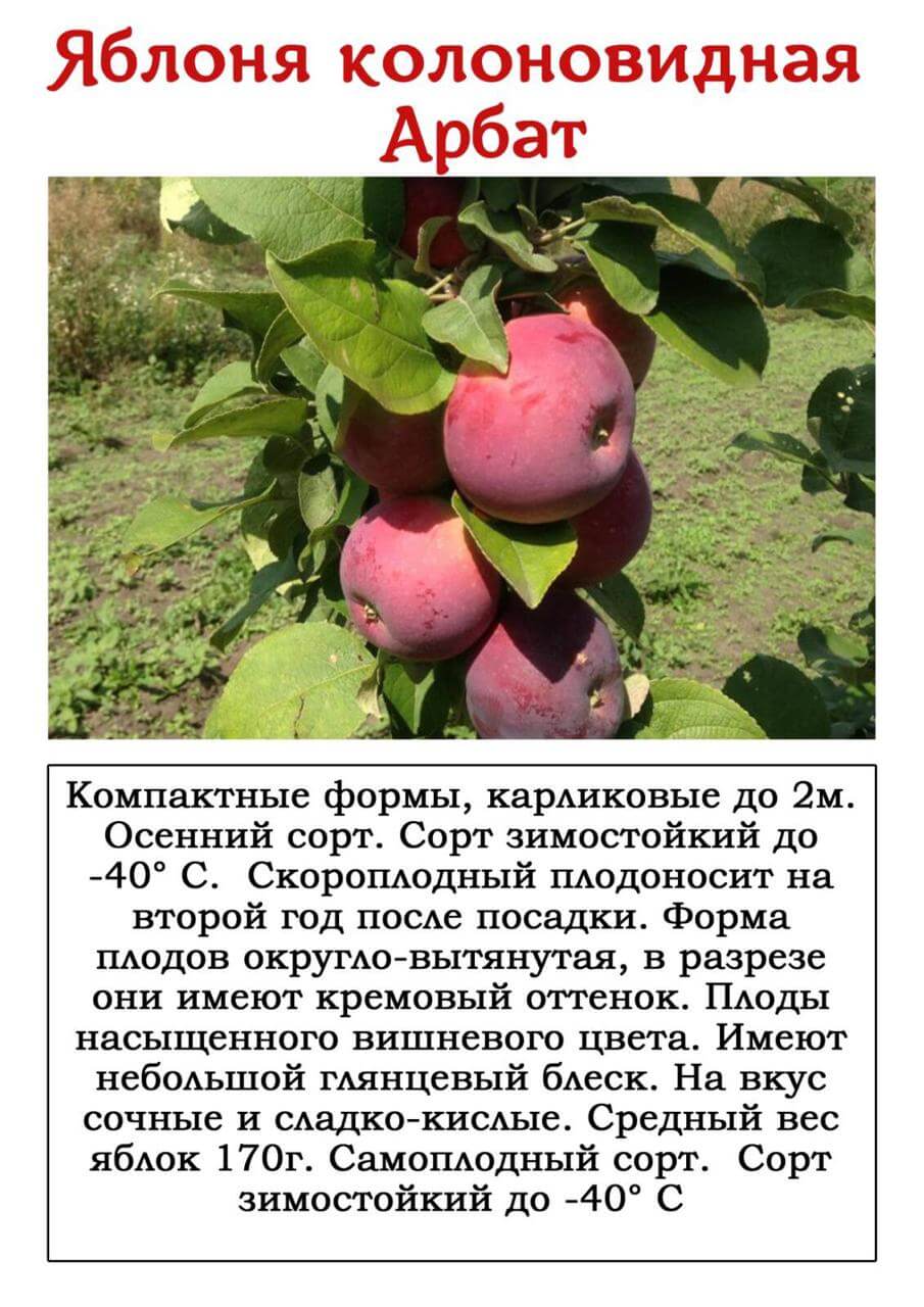 Сорт колоновидной яблони Президент, описание, характеристика и отзывы, а также о