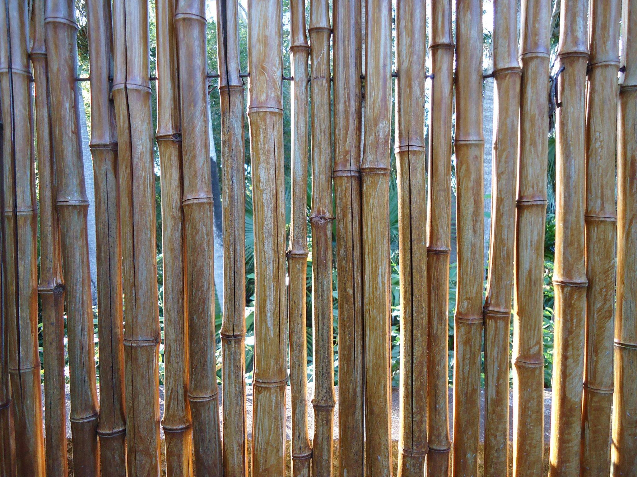 Выращивание бамбука