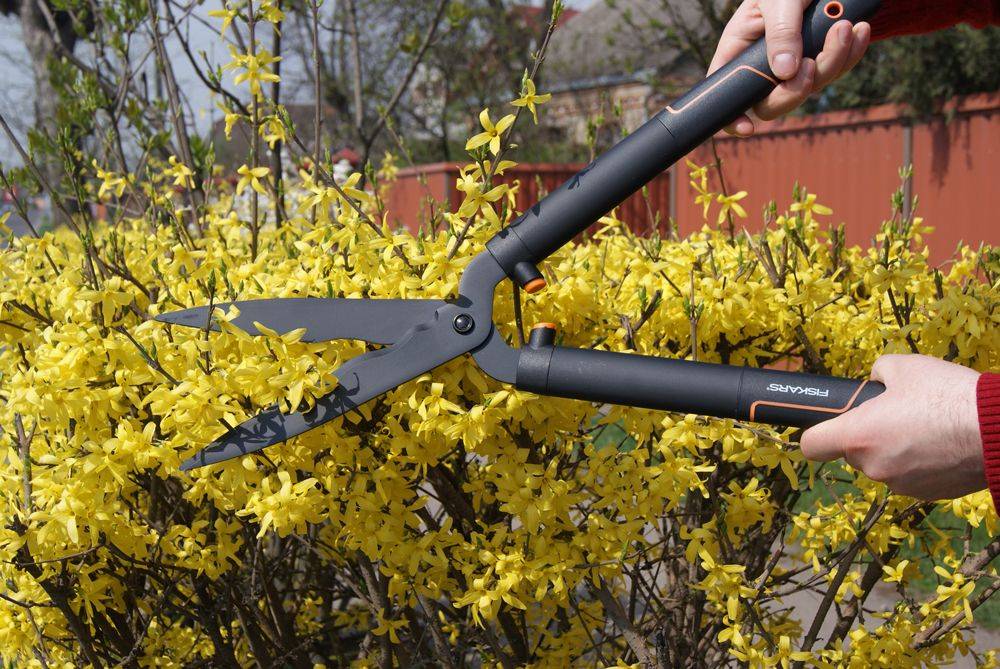 Топ-7 лучших садовых ножниц для стрижки травы