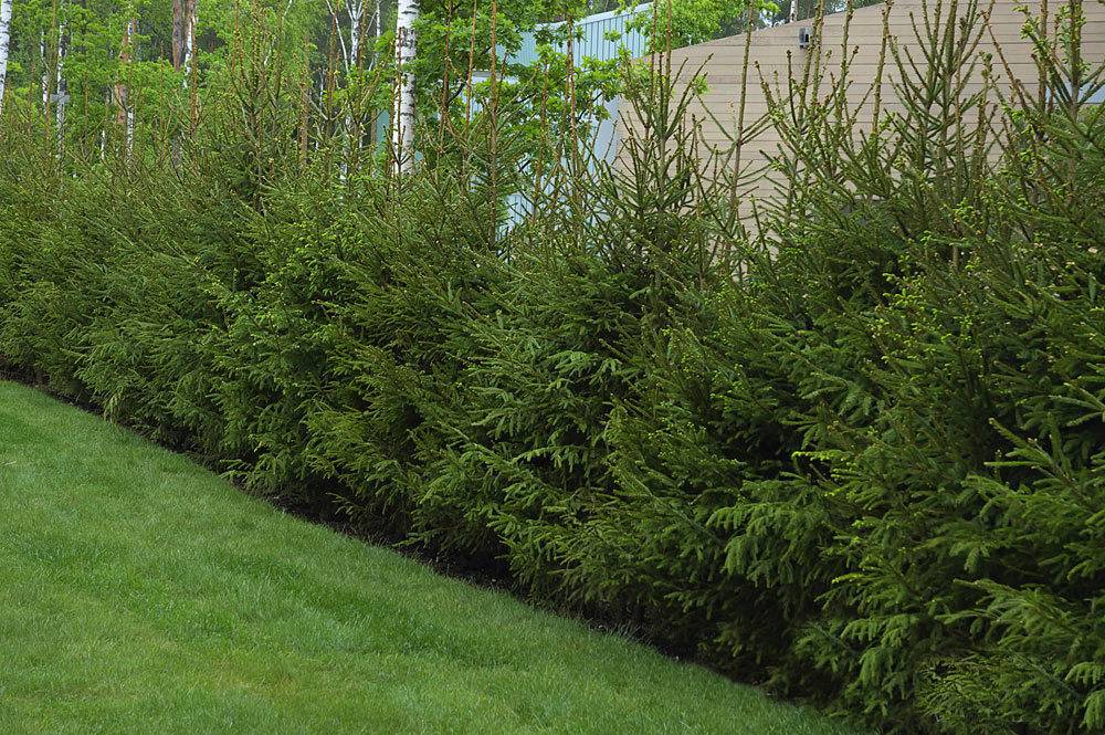 Живая изгородь на даче - 100 фото лучших идей по озеленению загородных домов