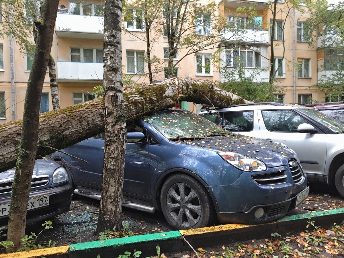 Что делать, если на машину упало дерево?