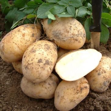 Картофель барин: характеристики сорта, выращивание, отзывы