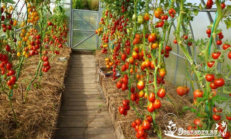 Рейтинг лучших сортов помидор для теплиц на 2024 год