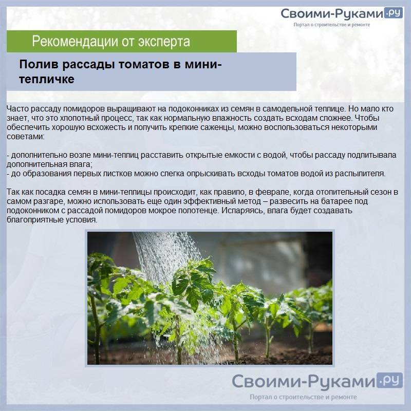 Как и когда высаживать рассаду помидоров в теплицу и открытый грунт