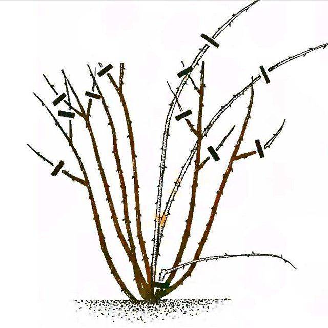 Правильная обрезка спиреи, уход за растением осенью, подготовка к зиме
