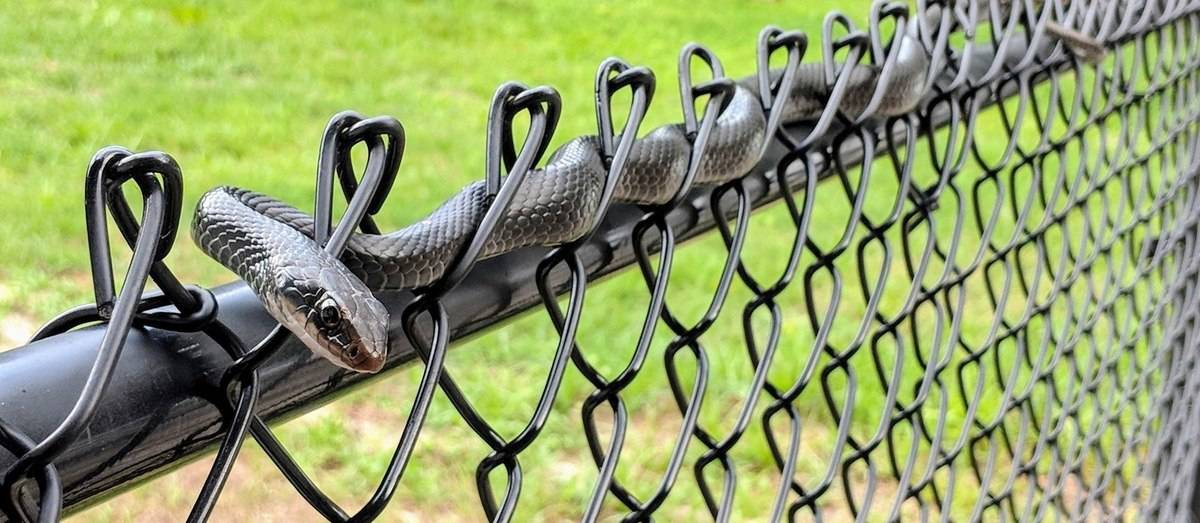 Забор от змей на дачном участке