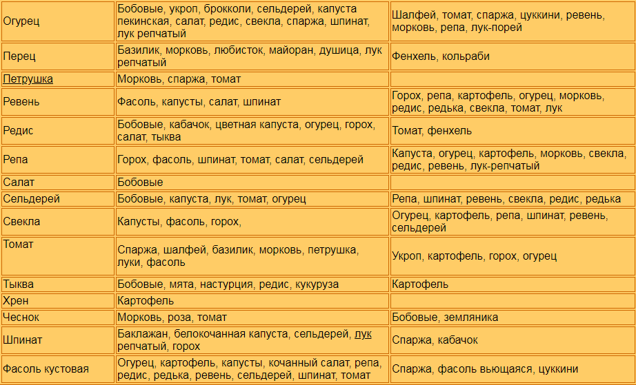 Какие овощи хорошо растут рядом. совместимость | tobehome.ru
