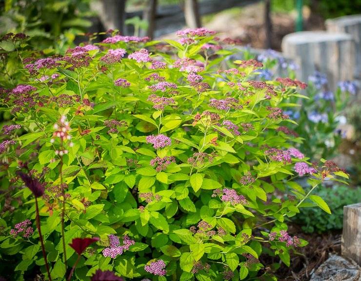 Спирея японская — разноцветный кустарник для вашего сада. посадка, уход, размножение. фото — ботаничка