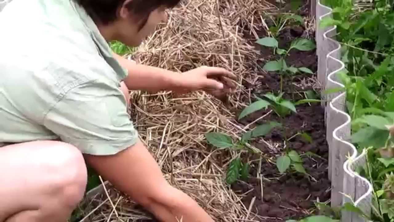 Секреты выращивания огурцов в теплице