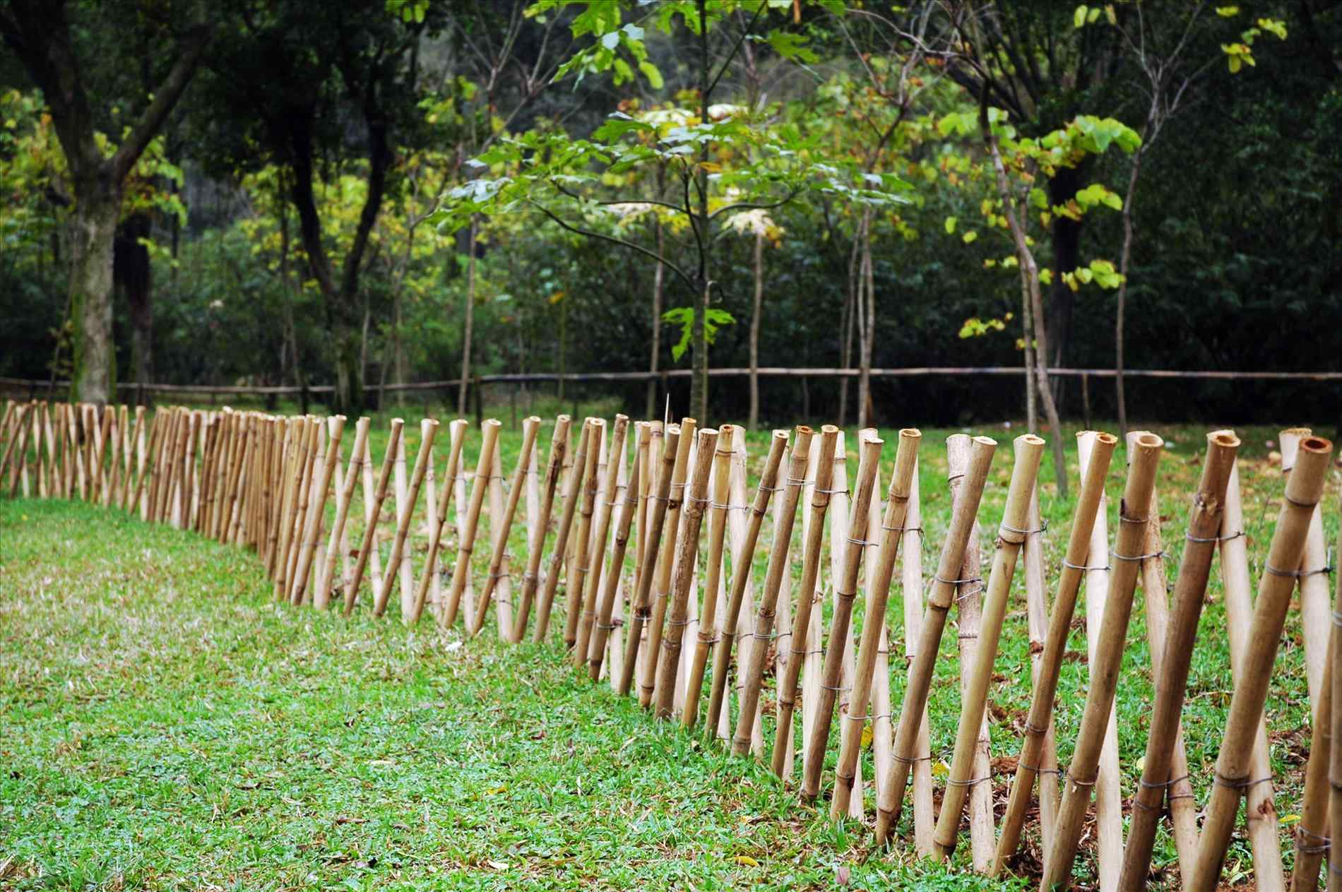 На сколько метров в высоту вырастает бамбук