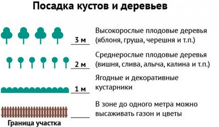 На каком расстоянии от забора можно сажать деревья: норма посадки снип и закон 2022