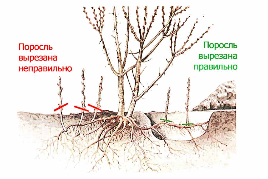 Как размножить сливу. Корневая поросль яблони. Корневая поросль облепихи. Яблоня размножение порослью.