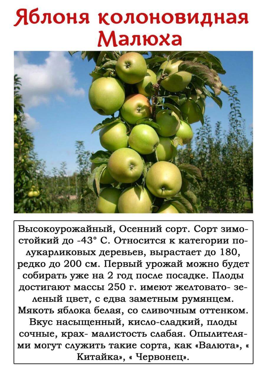10 сортов колоновидных яблонь, которые я рекомендую для средней полосы. названия, описание, уход, фото. — ботаничка