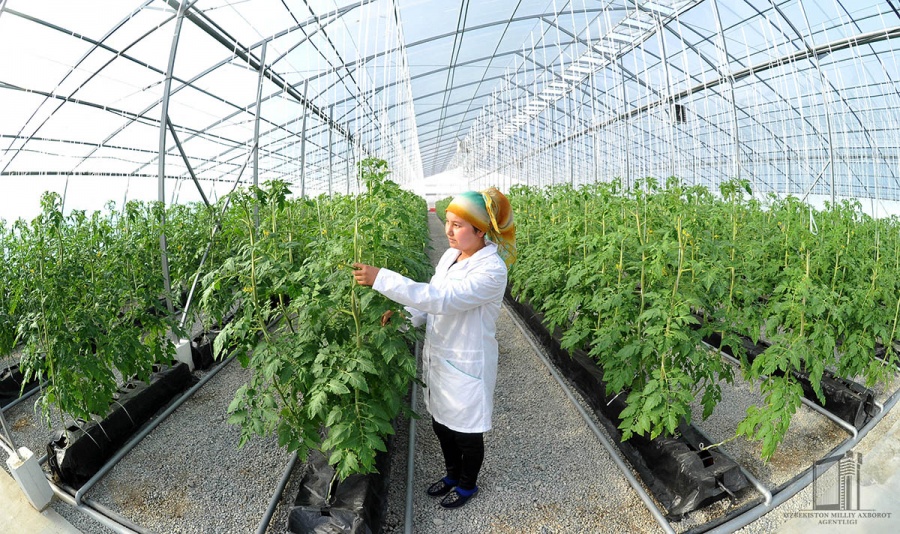 Как увеличить урожай помидоров в теплице