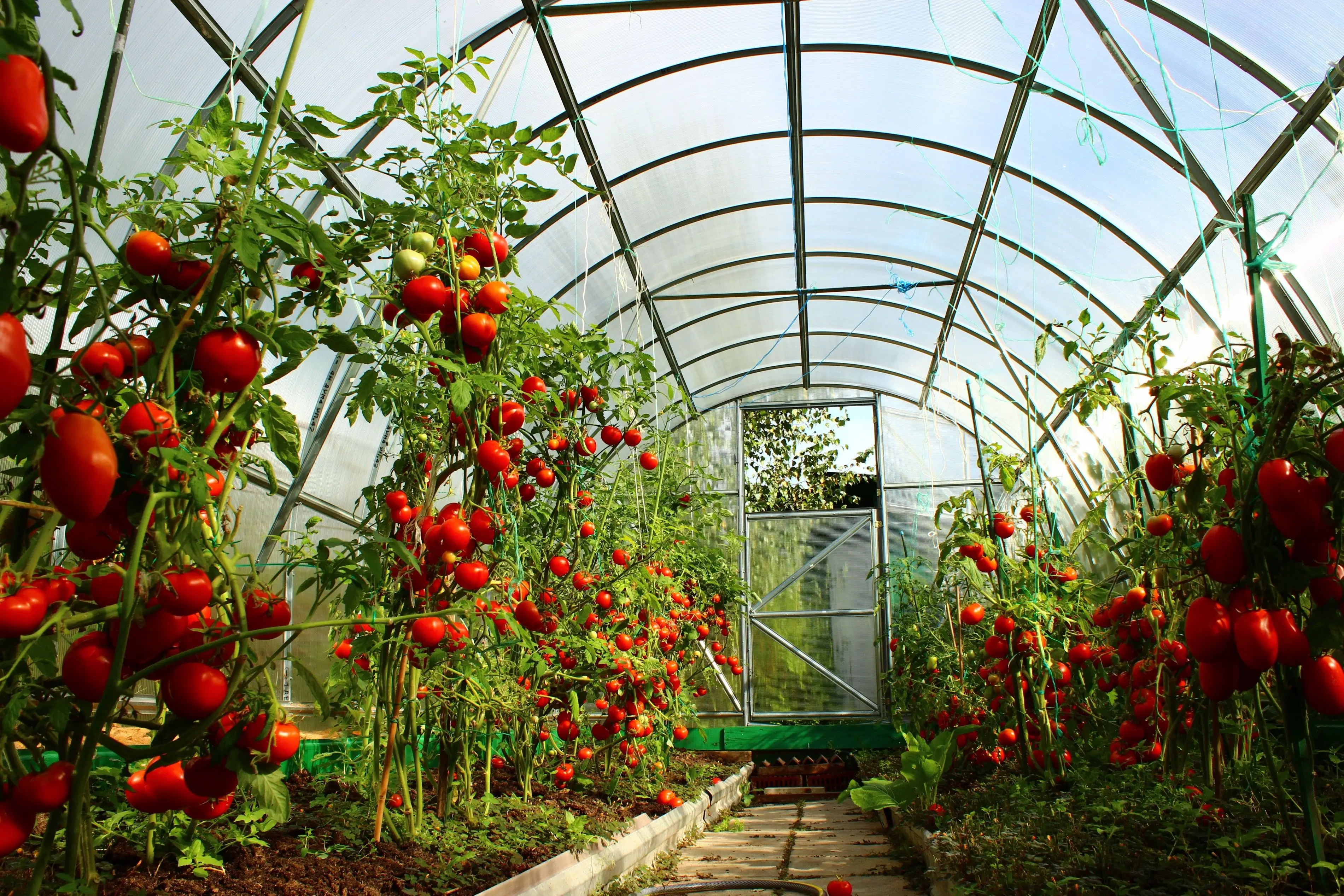 Как добиться высокого урожая томатов при выращивании в теплицах?