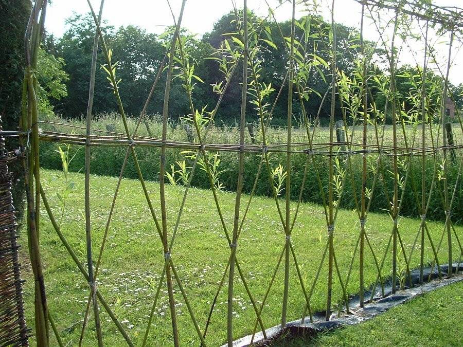 Живая изгородь из ивы — оригинальный забор на приусадебном участке