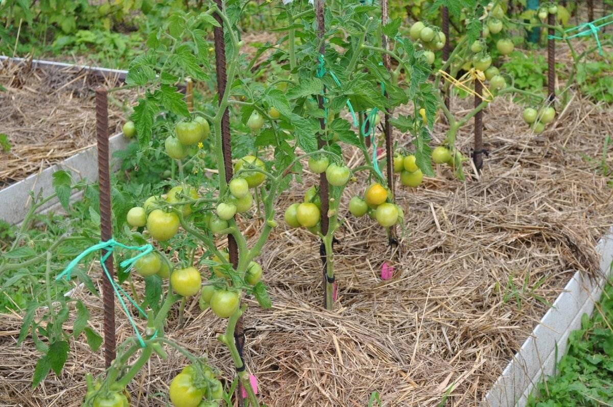 Когда сажать помидоры в 2024 г. Помидоры в открытом грунте. Помидоры в грунте. Томаты открытый грунт. Помидоры растут.