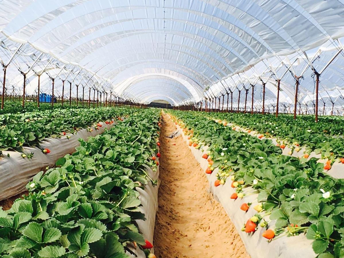 Тепличный бизнес: что выгодно выращивать в теплице на продажу. теплица как бизнес от а до я :: businessman.ru