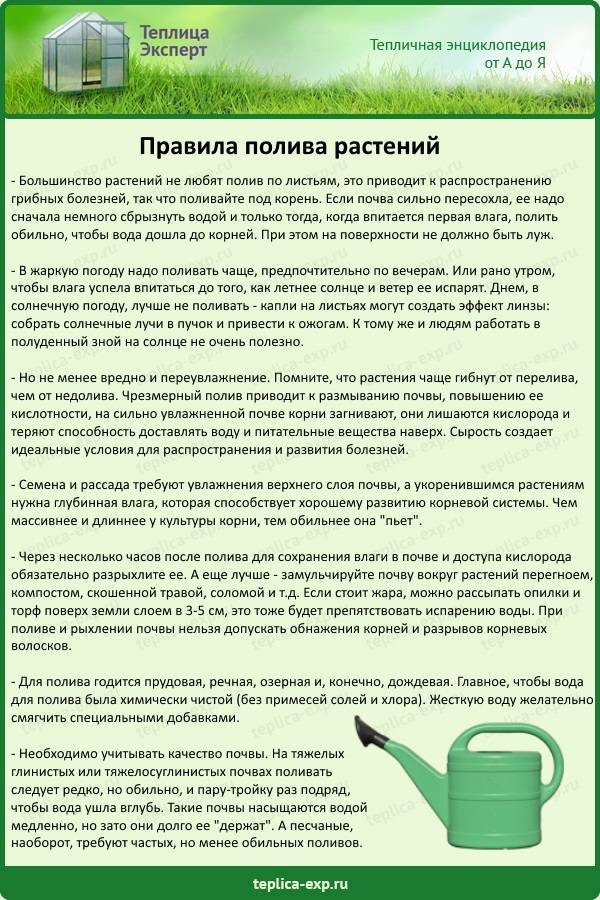 10 основных ошибок при поливе огорода