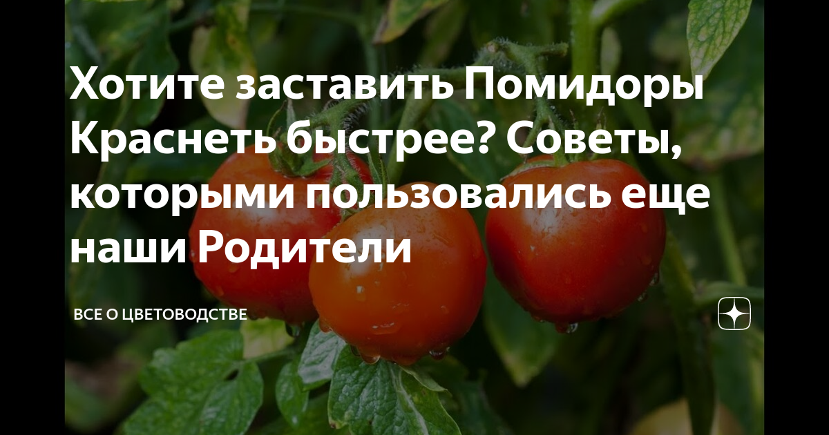 Как заставить помидоры краснеть в теплице. Помидоры не краснеют. Средство для покраснения помидоров. С днем спелого помидора. Препарат для покраснения томатов помидоров.