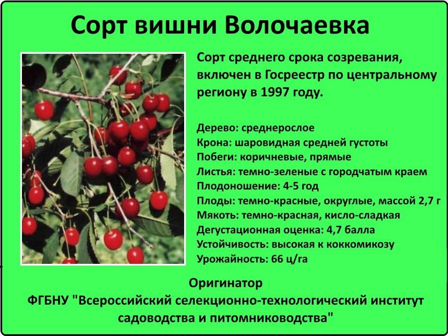 Старинный и именитый русский сорт — вишня владимирская
