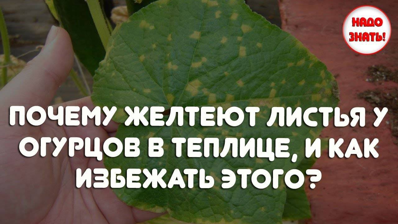 Огурцы в теплице желтеют листья что делать, рекомендации, рецепты