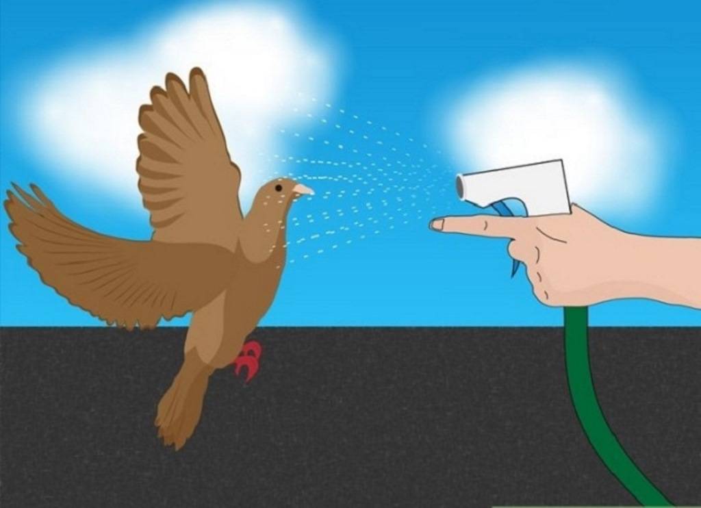 Звуки отпугивающие голубей. Против голубей. Средства для борьбы с голубями. Пугаем голубей. Против птиц.