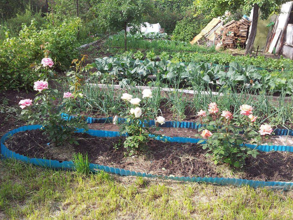 Бордюрная лента для клумбы на даче | во саду и в огороде