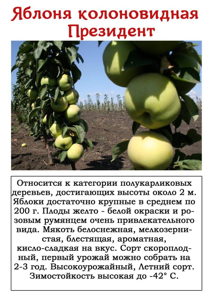 Колоновидная яблоня президент. описание сорта, характеристики, посадка и уход, отзывы