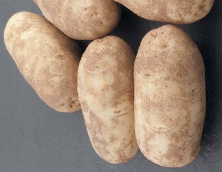 Картофель лапоть: описание сорта, фото, характеристика, отзывы