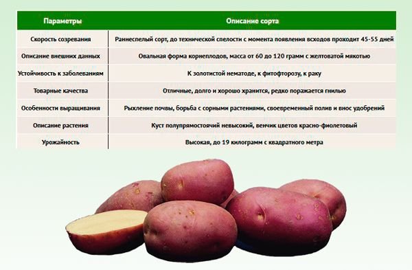 Картофель ред скарлет: характеристика и описание сорта, выращивание и уход