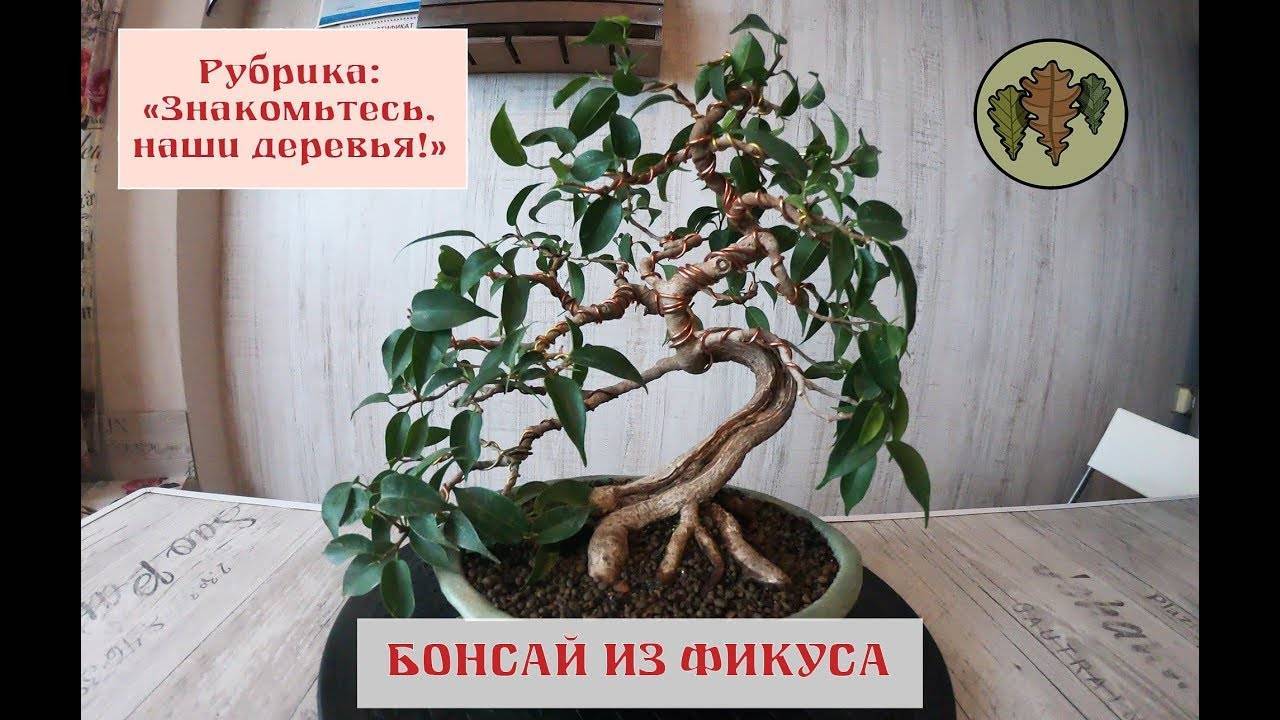 Как вырастить дерево бонсай в домашних условиях