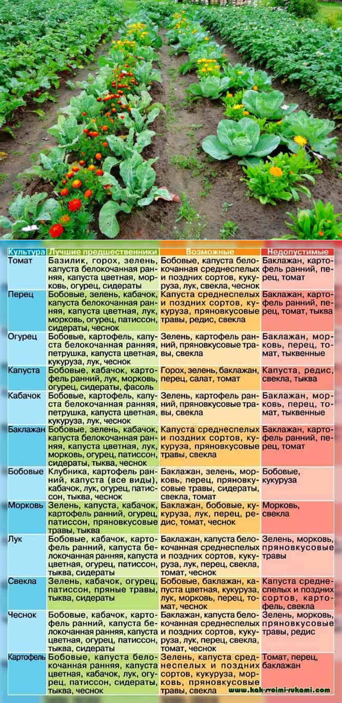 Можно ли сажать морковку в июне. Посадка овощных культур. Перечень овощей для посадки на огороде. Сидераты на грядках. Схема посадки овощных культур.