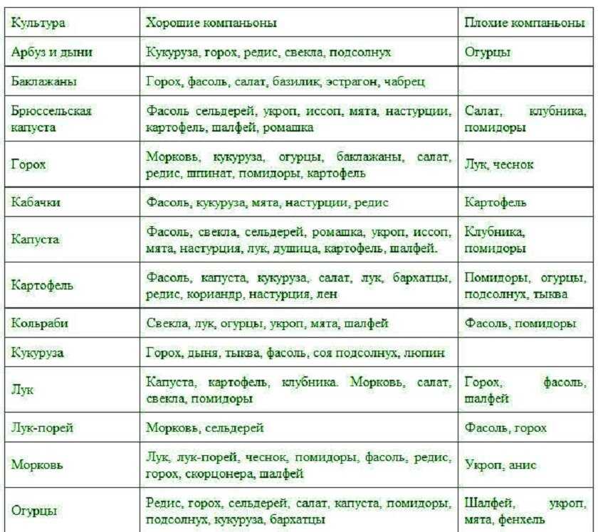 Идеальные пары для смешанных грядок: что с чем сажать на огороде | сельское хозяйство | аиф новосибирск