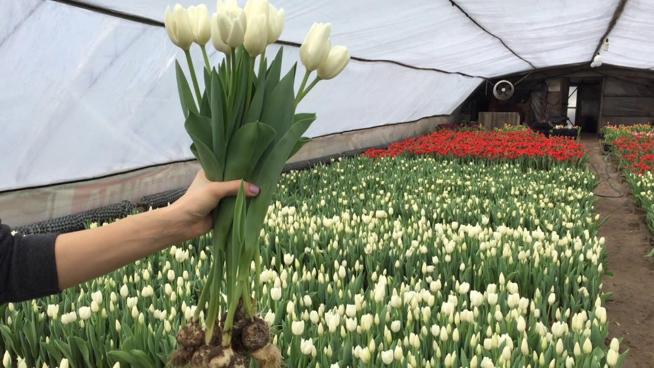 Сколько можно вырастить тюльпанов на 1 м2. Тюльпан Хоризон выгонка.