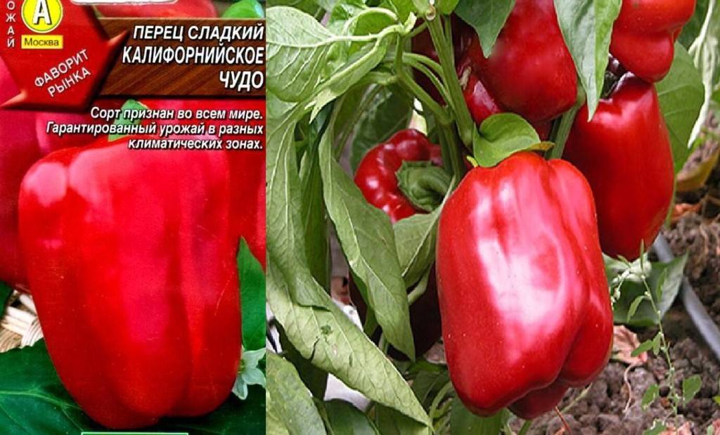 Перец сладкий, семена: лучшие сорта для подмосковья