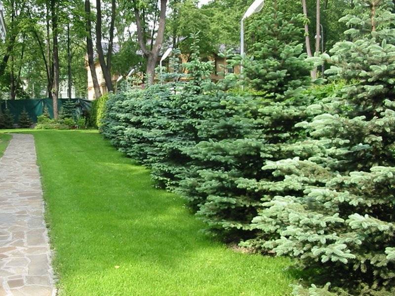 Живая изгородь из елок: как посадить и ухаживать на участке возле частного дома